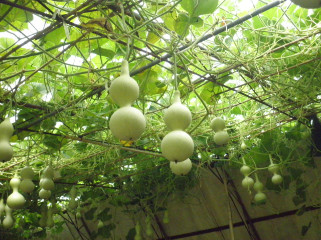 葫芦种植
